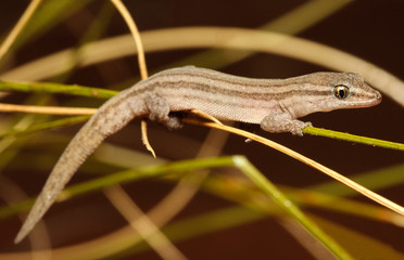 Crenadactylus ocellatus is the smallest species of nocturnal Gekkonidae (gecko) found in Australia. Their most obvious distinguishing feature is the lack of terminal claws on the digits.