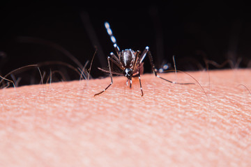 Close up mosquito sucking blood on human skin,Mosquito is carrier of Malaria