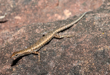 Cryptoblepharus zoticus is a species of saurians of the family of Cophoscincopus. The specific name zoticus comes from the Greek zoticus, lively, in reference to the casualness of this lizard.
