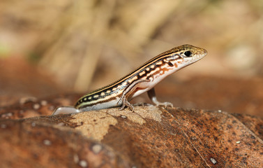 Ctenotus hilli is a species of saurians of the family of Cophoscincopus. This species is endemic to the Northern Territory of Australia.