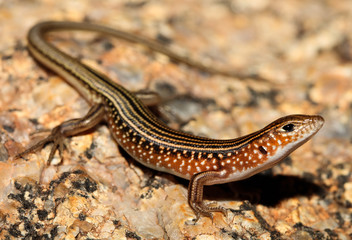 Ctenotus pulchellus is a species of saurians of the family of Cophoscincopus. This species is endemic to Australia. It occurs in Queensland and in the Northern Territory.