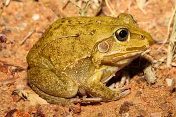 The giant frog, northern snapping frog, or round frog, Cyclorana australis, is a burrowing species native to Australia. It occurs from western Queensland through to northern Western Australia.