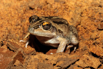 The Daly Waters frog is a species of frog in the Hylidae family. It is endemic to Australia. Its natural habitats are subtropical or tropical dry lowland grassland and intermittent freshwater marshes.
