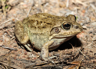 The New Holland Frog, or wide-mouthed frog is a large species of burrowing frog native to northern New South Wales and the eastern 3 quarters of Queensland, Australia.