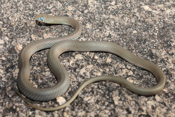 Obraz premium The yellow-faced whip-snake is a species of snake in the Elapidae family, a family containing many dangerous snakes. It is endemic to Australia. A long thin snake with a narrow head.