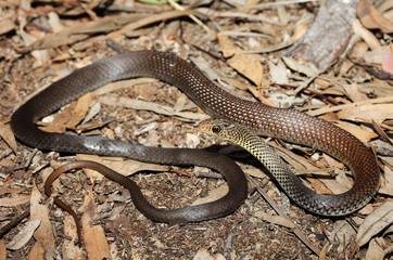Demansia vestigiata is a species of snakes of the family Elapidae.