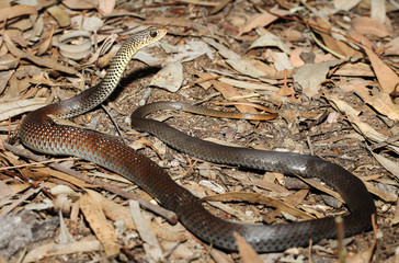 Demansia vestigiata is a species of snakes of the family Elapidae.