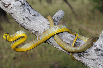 The common tree snake, Dendrelaphis punctulatus, is a slender, large-eyed, non-venomous, diurnal snake of many parts of Australia, especially in the northern and eastern coastal areas.
