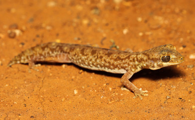 Diplodactylus tessellatus is a species of gecko in the family Diplodactylidae. This nocturnal gecko is relatively stocky, with a short tail and massive and scales is apparent.