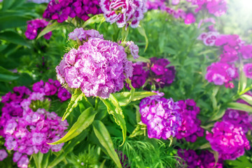 Chines small carnation flowers bouquet closeup