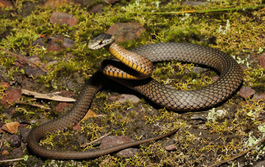 Drysdalia rhodogaster is a species of snakes of the family Elapidae. This species is endemic to New South Wales in Australia.