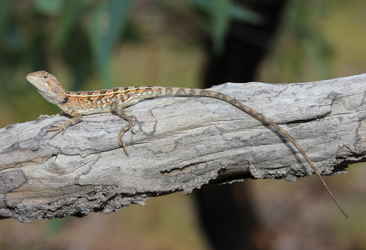 Diporiphora australis is a species of saurians of the family of Agamidae. This species occurs in Queensland, Australia, and New Guinea.