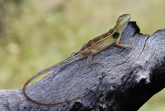 Diporiphora lalliae is a species of saurians of the family of Agamidae. This species is endemic to Australia. It occurs in Western Australia, the Northern Territory and Northern South Australia.
