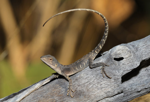 Diporiphora magna is a species of saurians of the family of Agamidae. This species is endemic to Australia. It occurs in the Kimberley, Western Australia, Northern Northern Territory.