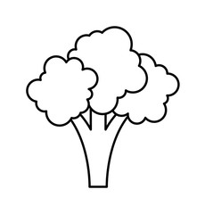 fresh broccoli isolated icon design