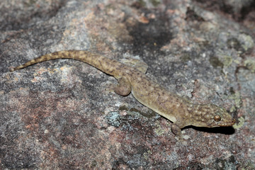 The dubious dtella or northern dtella is a species of gecko in the genus Gehyra, native to Northeastern Australia. It might also occur in the Louisiade Archipelago of Papua New Guinea.