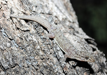 The dubious dtella or northern dtella is a species of gecko in the genus Gehyra, native to Northeastern Australia. It might also occur in the Louisiade Archipelago of Papua New Guinea.