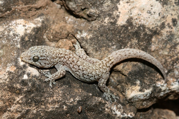 Gehyra lazelli is a species of gecko of the family Gekkonidae. The gecko measures up to 59 mm without the tail.