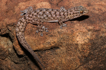 Gehyra moritzi is a species of gecko of the family Gekkonidae. This species is endemic to the Northern Territory of Australia. This species is named in honour of Craig Moritz.