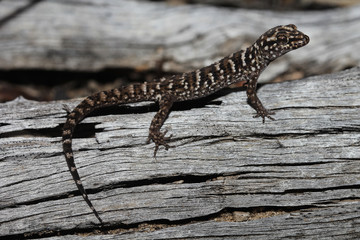 Heteronotia binoei, commonly known as Bynoe's gecko, is a species of lizard endemic to Australia....