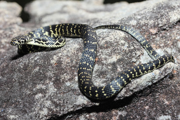 The Broad-Headed Snake is a venomous snake that is restricted to the Sydney Basin in NSW, Australia. It is one of 3 snakes in the genus Hoplocephalus, all restricted to eastern Australia.
