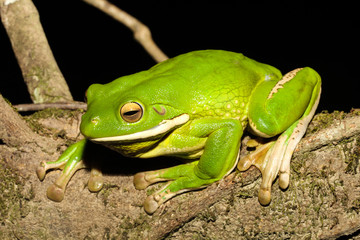 The white-lipped tree frog, also known as the giant tree frog, is the world's largest tree frog. This species is native to the rainforests of Northern Queensland, New Guinea, the Bismarck Islands.