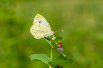 Beautiful butterfly sitting on flower.