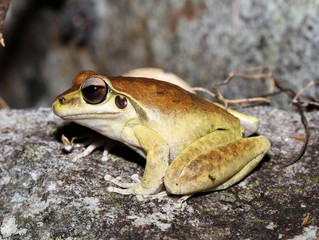 Litoria jungguy is a species of frog in the Hylidae family, endemic to Australia. Its natural habitats are subtropical or tropical moist lowland forests and rivers, and is threatened by habitat loss.