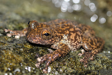 The Australian waterfall frog or torrent treefrog is a species of tree frog native to Far North Queensland, Australia.