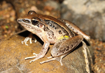 The striped rocket frog or in its native range known as the rocket frog, occurs mostly in coastal areas from northern Western Australia to around Gosford in New South Wales at its southernmost point.