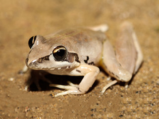 The pale frog is a species of frog in the Hylidae family, endemic to Australia. Its natural habitats are subtropical or tropical dry forests, subtropical or tropical seasonally wet.