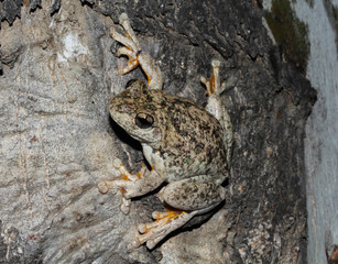Peron's tree frog, the emerald-spotted tree frog, the emerald-speckled tree frog, the laughing tree frog, or the maniacal cackle frog is a common Australian tree frog of the Hylidae family.