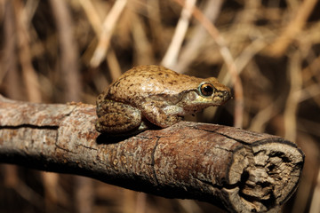 The desert tree frog or little red tree frog is a tree frog native to Australia, southern New Guinea, and Timor.
