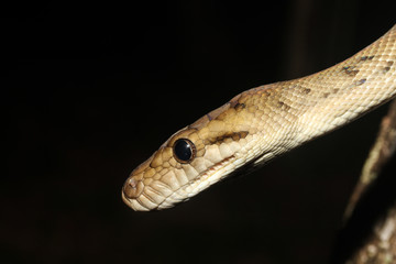 Morelia kinghorni is a species of snakes of the family Pythonidae.