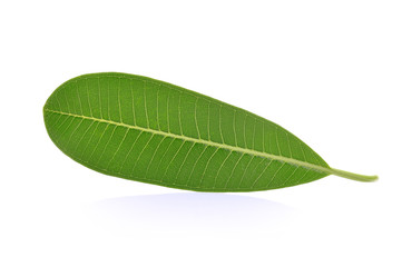 Obraz premium Frangipani leaf isolated on white background