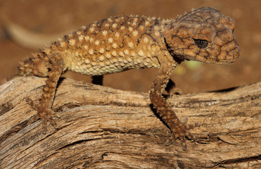 Nephrurus amyae, commonly known as the rough knob-tailed gecko, is a species of gecko. It is the largest gecko in the genus Nephrurus, and like all species of Nephrurus is endemic to Australia.