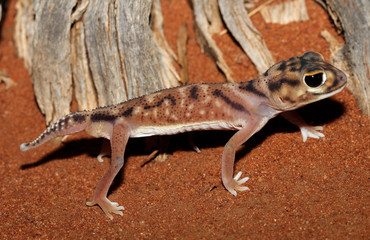 Nephrurus deleani, a gecko, is a species of lizard in the family Carphodactylidae. Nephrurus deleani is endemic to Australia.