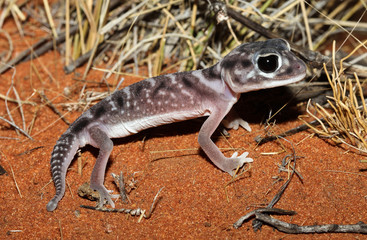 Nephrurus deleani, a gecko, is a species of lizard in the family Carphodactylidae. Nephrurus deleani is endemic to Australia.