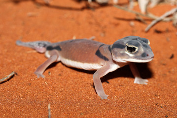 Nephrurus laevissimus is a species of gecko of the family Carphodactylidae.