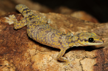 Oedura marmorata is a species of gecko in the family Diplodactylidae.