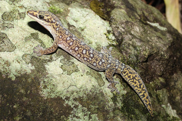 Oedura monilis est une espèce de gecko de la famille des Diplodactylidae.