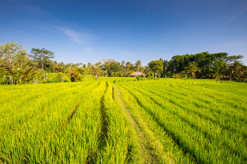 Fototapeta na wymiar Rice Fields Near Ubud in Indonesia