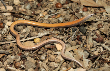 Ophidiocephalus taeniatus, a unique representative of the genre Ophidiocephalus, is a species of geckos family Pygopodidae.