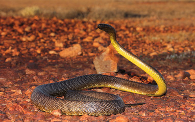 The inland taipan, also commonly known as the western taipan, the small-scaled snake, or the fierce...