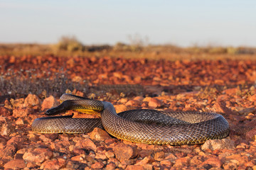 The inland taipan, also commonly known as the western taipan, the small-scaled snake, or the fierce snake, is an extremely venomous snake of the taipan genus.