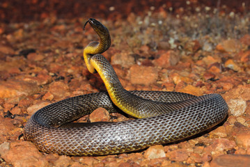 The inland taipan, also commonly known as the western taipan, the small-scaled snake, or the fierce...