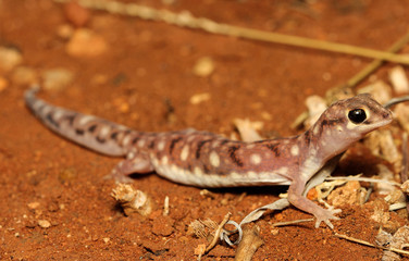 Rhynchoedura ornata is a species of gecko in the family Diplodactylidae.