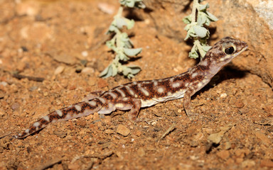Obraz premium Rhynchoedura angusta is a species of gecko in the family Diplodactylidae.