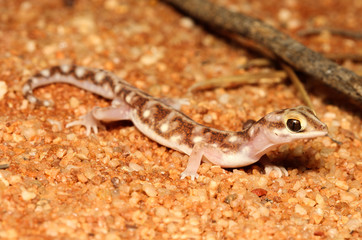 Rhynchoedura eyrensis is a species of gecko in the family Diplodactylidae.