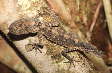 Saltuarius cornutus is a species of gecko of the family Carphodactylidae.